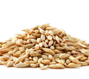 Barley Seeds 1ton
